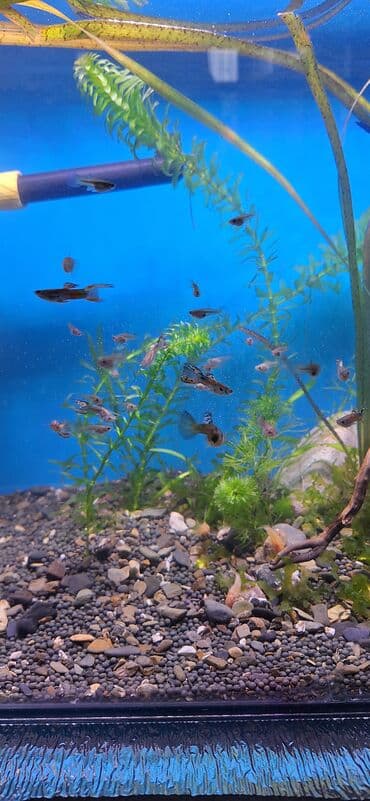 it ve qiz sekilleri: Quppi, Sülhsevər — 2