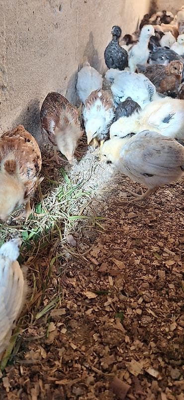 cücə fermasi: Toyuq cücələri, Damazlıq, Ödənişli çatdırılma — 1