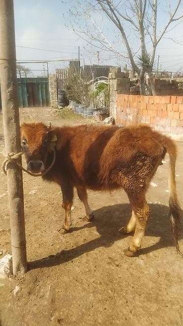 qiz it adlari: Dana, buzov — 3