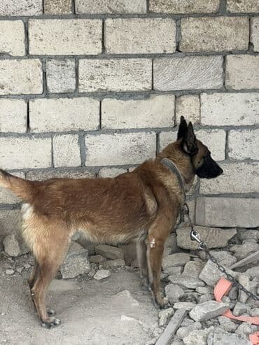 купить собаку малинуа: Belçika çoban iti, 2 il, Erkek, Peyvəndli — 2