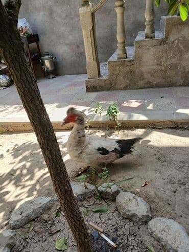 Erkek lal ordekdır basqa fereler var lal