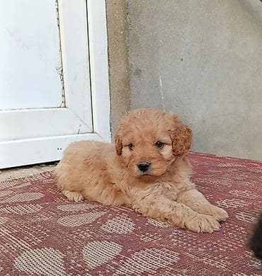 pidbul it: Pudel, 7 ay, Erkek, Peyvəndli — 2
