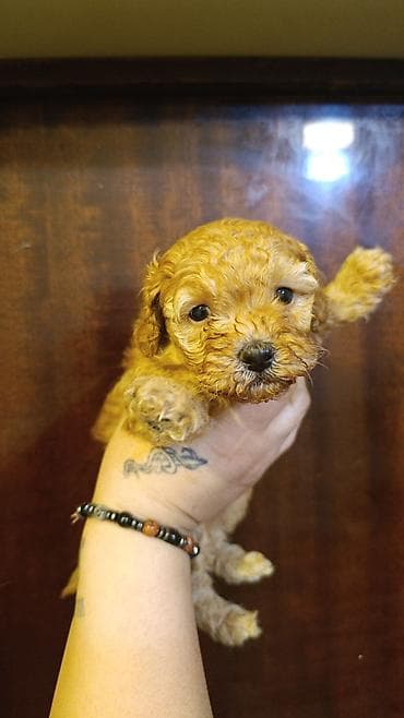 poodle it: 2 ay — 2