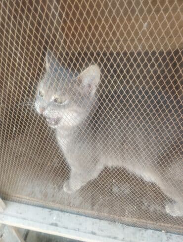 pişik çantasi: Boz rəngdə ev pişikləri - Növ: ev pişiyi (qısa tüklü, boz/gümüşü rəng — 5