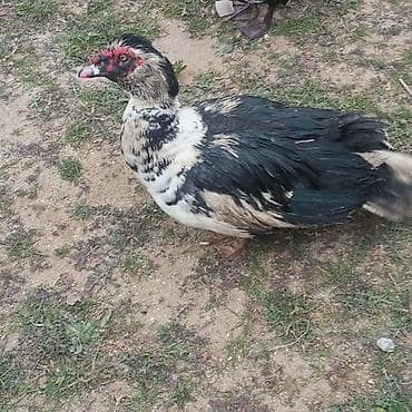 Musk ördəyi (Indoutka) – qarışıq rəng (qara-ağ-bej). - Sakit