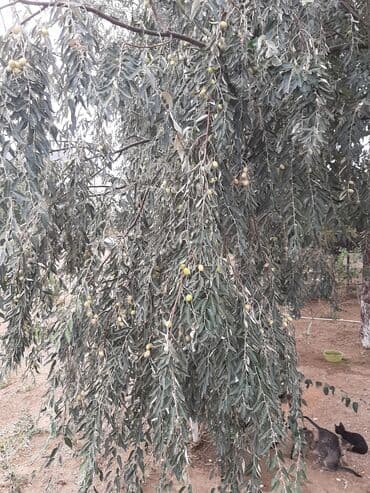 Букетные цветы: Salam.Əlairişirin iydə ağacları.Öz bağımdan.Ünvan Bilgəh.1ədəd 15 — 7