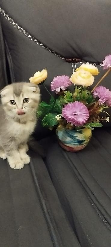 Şotland, Dişi, Pulsuz çatdırılma