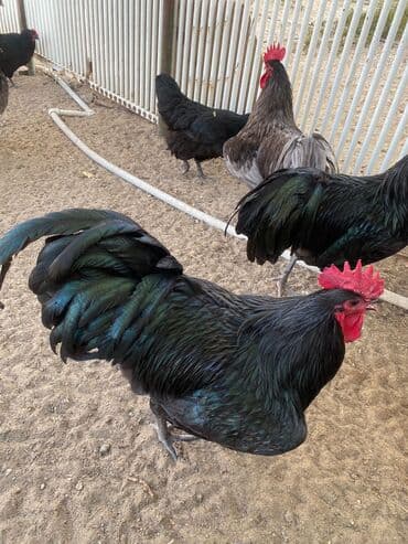 pulsuz verilir: Xoruz, il: 1, Pulsuz çatdırılma — 1