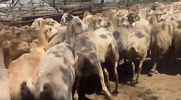 Dişi, il: 1, Damazlıq, Pulsuz çatdırılma