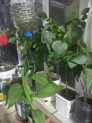 Букетные цветы: Məhsul: Ev şəraitində yetişdirilən qapalı və yarı-qapalı bitkilər — 6