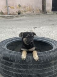 azerbaycan it adlari erkek: 2 ay, Peyvəndli — 2