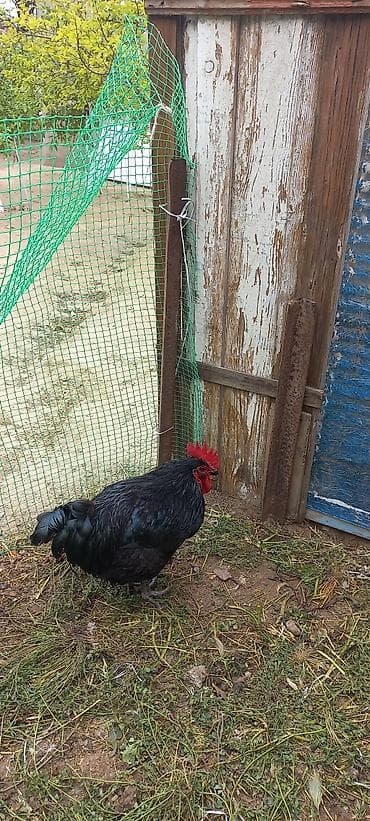 şabo xoruzu: Məhsul: Qara xoruz 1 ədədi 60 manat.8 aylıq.Cavandır. Təsvir: - Tam — 3