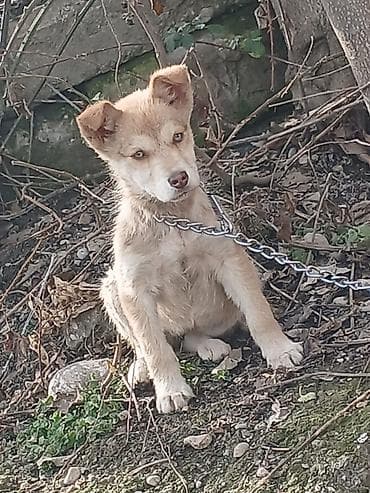 3 ay, Dişi, Peyvəndli