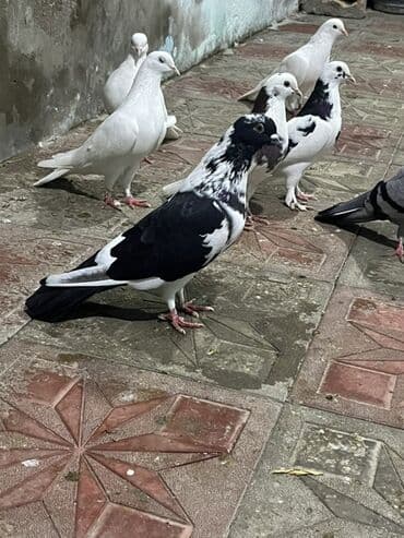 etibarli əllərə verilir: Salam aleykum Bu QuŞ tutulub leşi tutulub. Qiymət sondu — 1