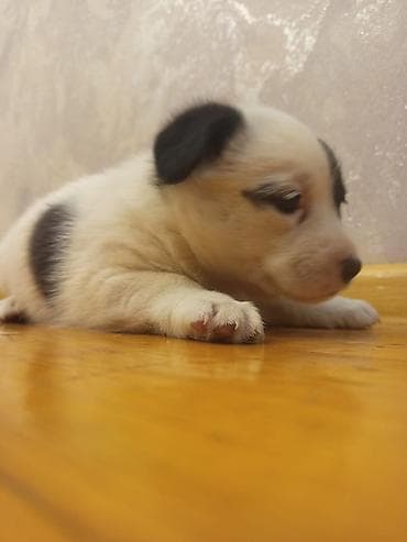 Heyvanlar üçün mallar: 2 ay, Dişi, Ünvandan götürmə — 9