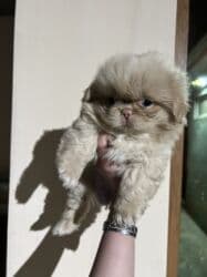 ıt satısı: Pekines — 4