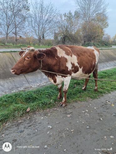 Quzu: Südlük inək - Rəng: qırmızı-ağ ləkəli 3 ci qarın 8 aylıq boğazdir — 4