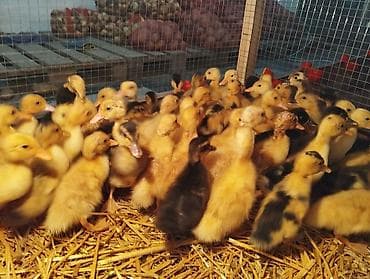 Hinduşkalar: Dişi, Damazlıq, Ünvandan götürmə, Pulsuz çatdırılma, Ödənişli çatdırılma — 1