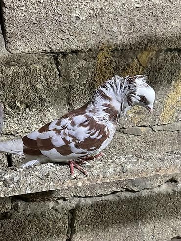 göyercinler: Saglam heyvanlar hec bir problemi yoxdu qiymet 3 ne aiddi tek tek — 2