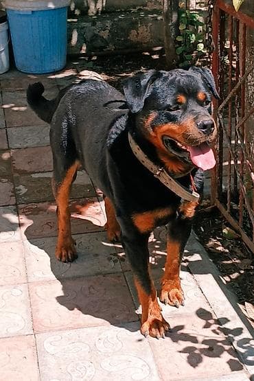 malinois satilir: Rotveyler, 1 il, Erkek, Peyvəndli, Ünvandan götürmə — 1