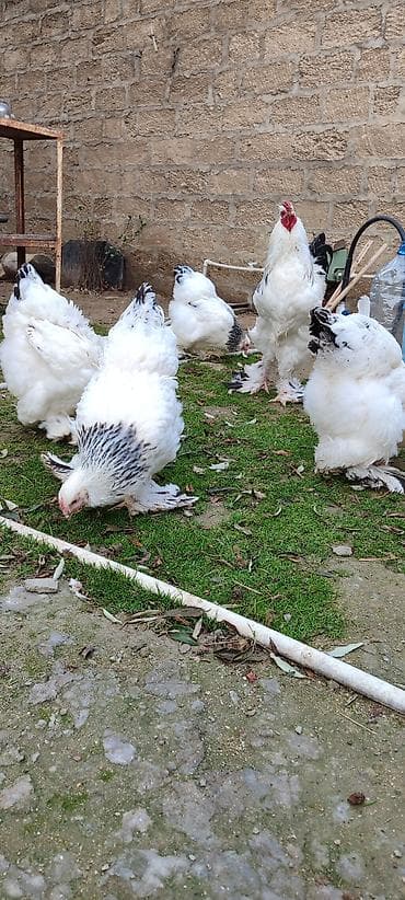 cins inekler azerbaycanda: Mayalı brama yumurtası. Şəkildə də göründüyü kimi iri, təmiz cins — 6