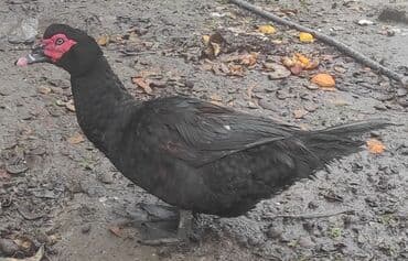 Inəklər, öküzlər: Erkək, | Macar, Damazlıq, Ünvandan götürmə — 1