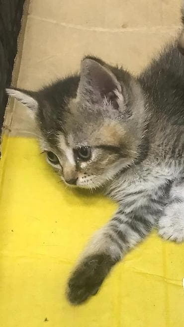 it pişik: Tabbi, Yaxşı əllərə — 2