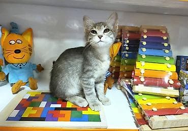 В самые добрые ручки. Котенок-девочка, возраст - 2,5 мес. Красивая