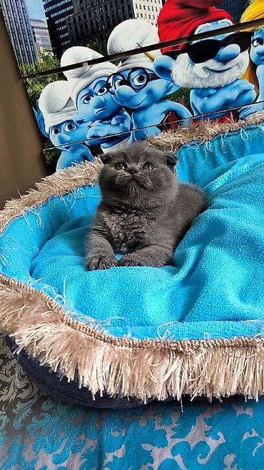 cins qaz: Şotland yastı qulaq, Dişi — 5