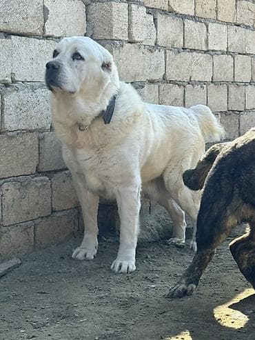 pomeranian boo mini: Alabay, 4 il, Erkek — 1