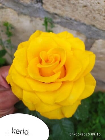 çiyələk şitili: Məhsul: Gül kolları – müxtəlif növ güllər Təsvir: - Seçmə dekorativ — 13