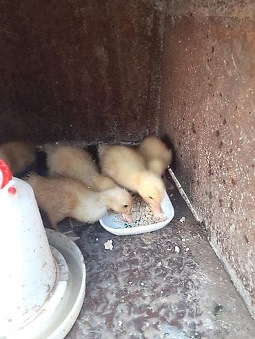su quşu adları: 5 dene ordey altinda cixib bir ededi 3 azn unvan bileceri — 1