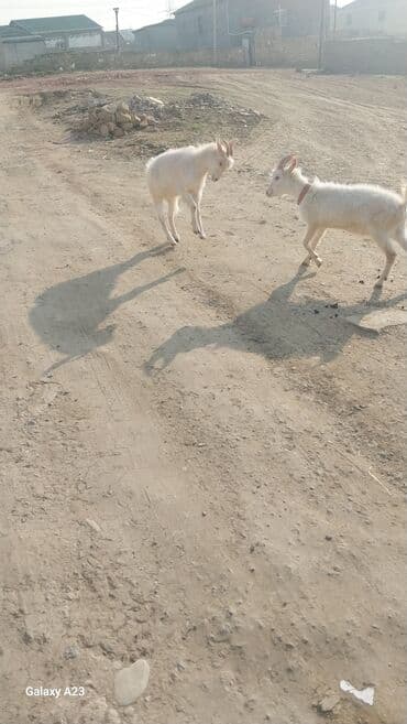 dovşan şekilleri: Məhsul: Ağ rəngli iki cins keçi Təsvir: - Şəkildə iki ədəd ağ tüklü — 2
