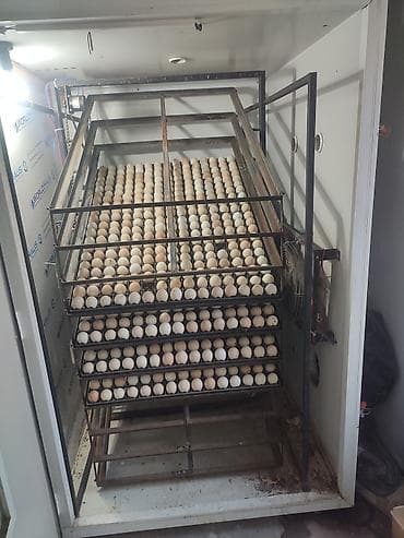 inkubator kreditle: Bütün növ quşlaq üçün — 5