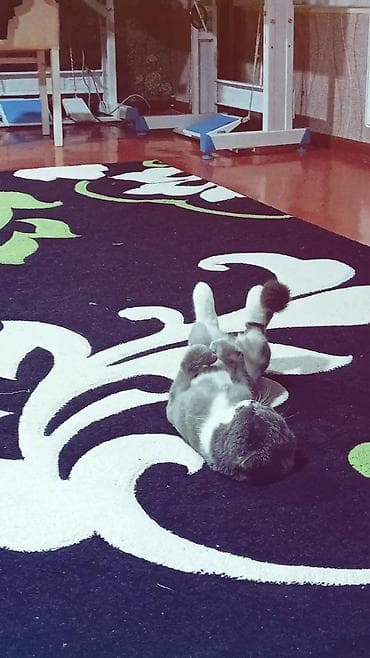 pişik alıram: Şotland yastı qulaq — 8