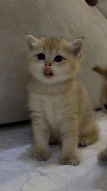 pişiy: Britan — 3