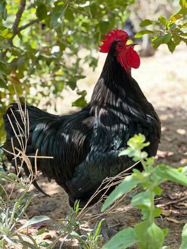 dəvəquşu yumurtası qiyməti: Avstralop yumurtaları İnqibator üçün. ideal çıxış verir. təmiz qandır — 9