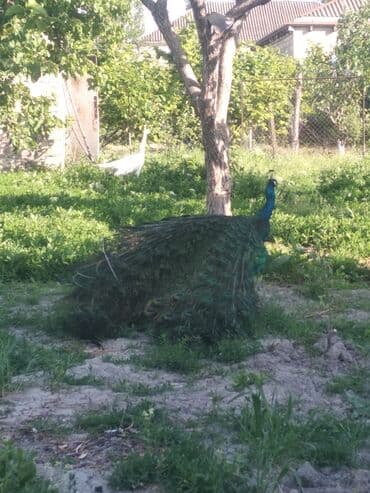 cins ineklerin qiymeti: Salam aleykum. Satışda bir cüt ağ, bir dənə qaraqanad dərəsi var — 17