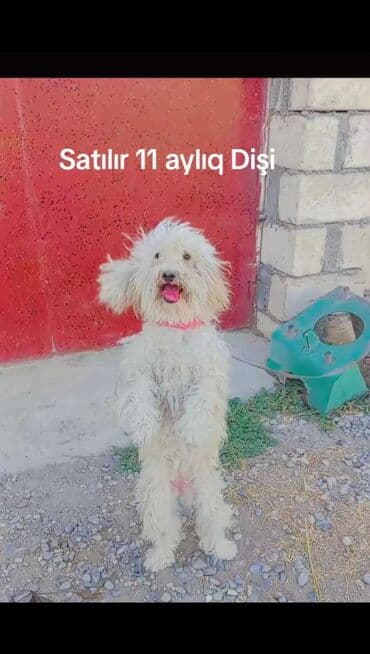 cins ineklerin satisi 2019: Pudel, 11 ay, Dişi, Peyvəndli, Ödənişli çatdırılma — 1