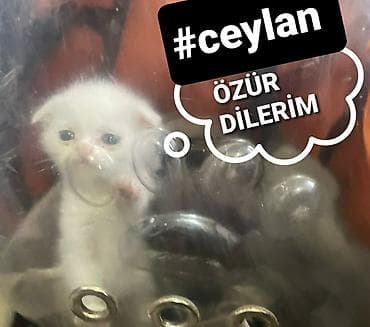 pişik tualet: Yaxşı əllərə — 7