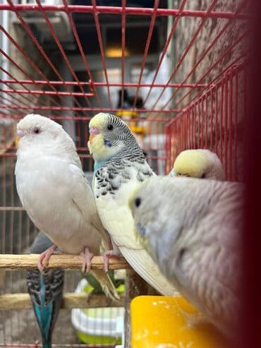 geref qusu rus dilinde: Papuqaylarr — 8