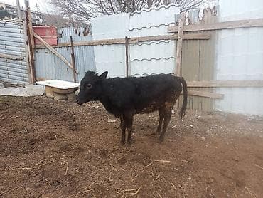 dişi dana: Qara rəngli buzov - Növ: iribuynuzlu heyvan, buzov - Rəng: tam qara - — 2