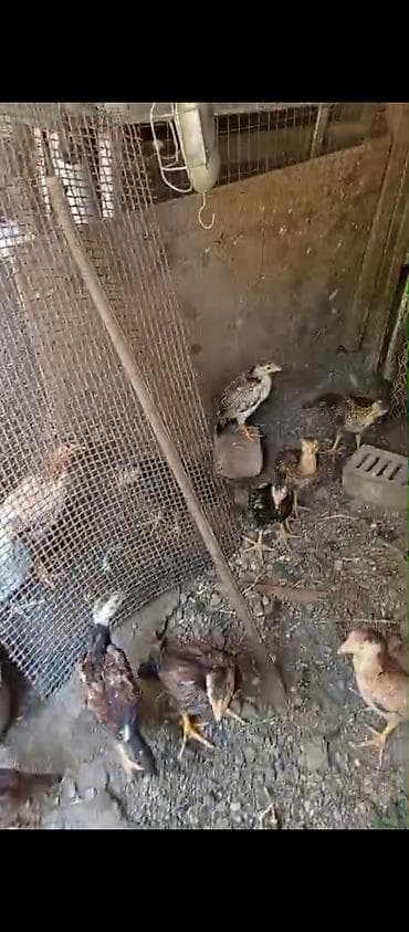 Toyuq cücələri, Damazlıq lalafo.az -da Toyuq cücələri, Damazlıq