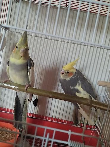 tutuquşlar: Salam Gördüyünüz Çəp Korellalar Tecili Pul lazım olduğu üçün satılır — 2