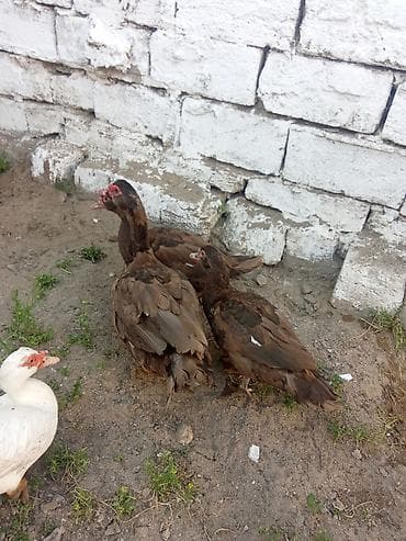 3 kırmızı qan kirasnadara iki dışı bir erkey. 90 asaqi yeri var -