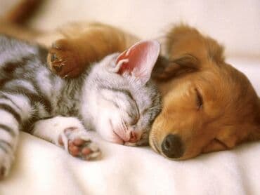 tutu quşu: Baytar hakim.Ev heyvanlari(it,pisik,quslar) — 3