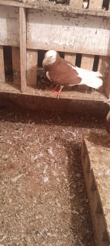 quş yuvaları: Hazir cutdulər balasida var real aliciya cuzi endirim olacaq Təsvir — 3