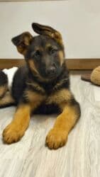 çubuş itlər: Alman çoban iti, Peyvəndli — 3