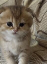 pişiy balası: Qızıl şinşilla, Erkək, Dişi, Yaxşı əllərə — 9