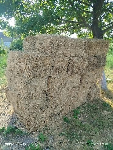 simmental inək cinsi: Preslənmiş yonca bağlamaları — 1